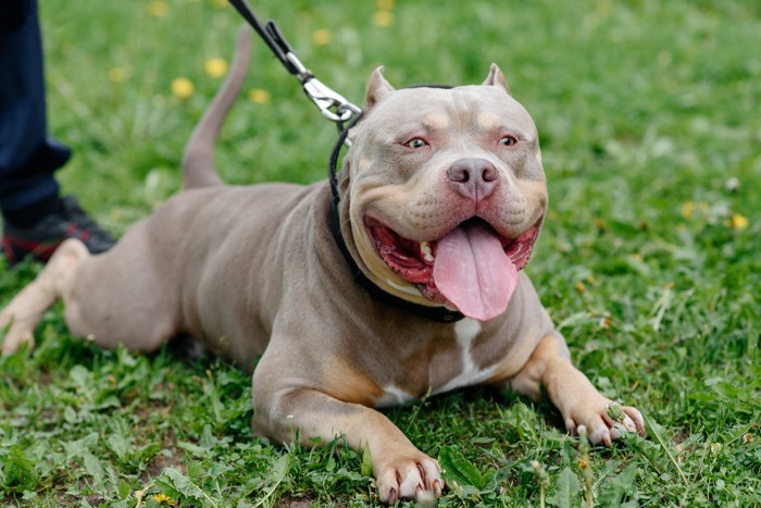 屋外で飼い主の足元に伏せているアメリカンブリー