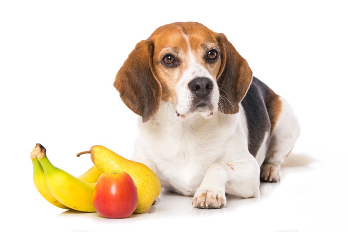 果物のそばに伏せている犬