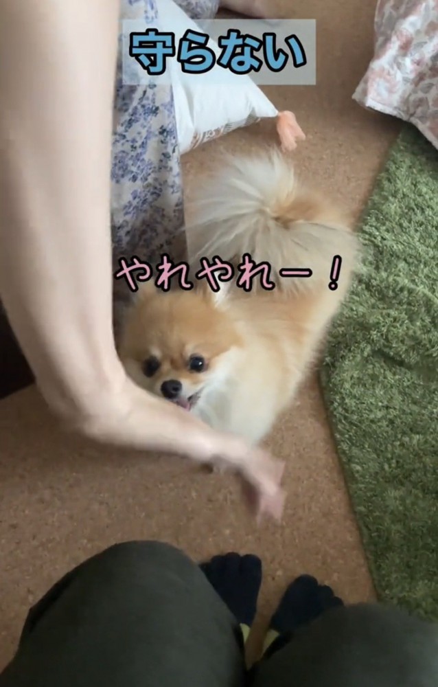 手元を眺める犬