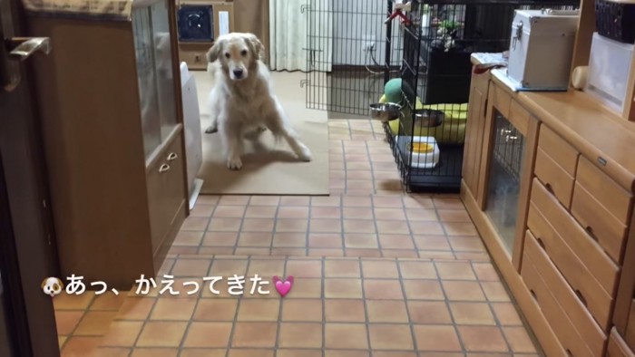 立ち上がる犬