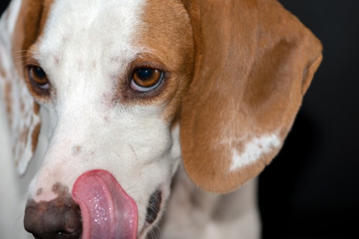 舌なめずりをする犬