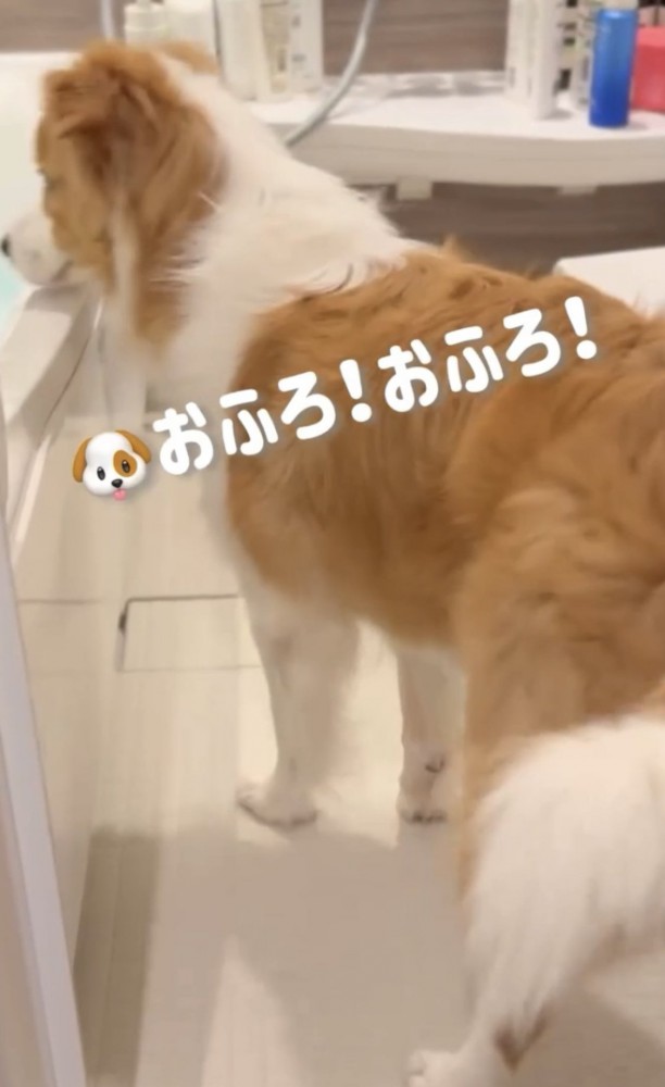 風呂を覗く犬