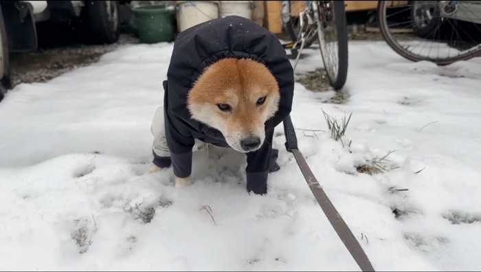 雪の上で立ち止まる犬