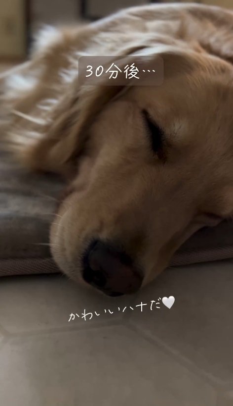 疲れて眠ってしまったはなちゃん