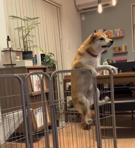 片足をあげる犬