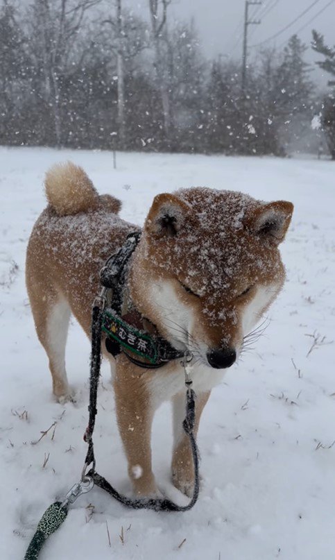 雪の中のむぎ茶くん