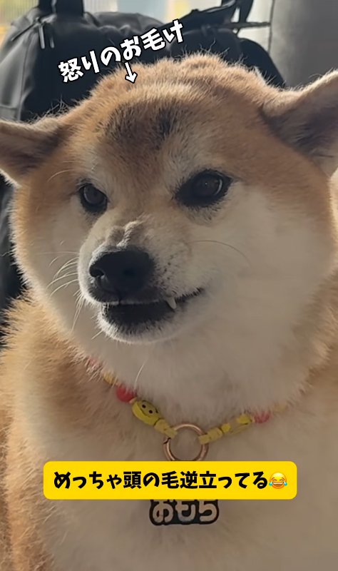 激おこの柴犬