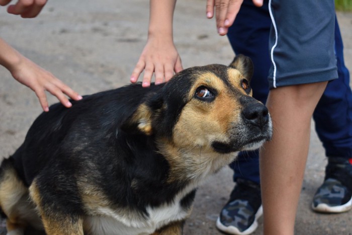 手を警戒して怯えた表情の犬