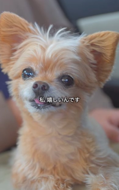 笑顔のミックス犬