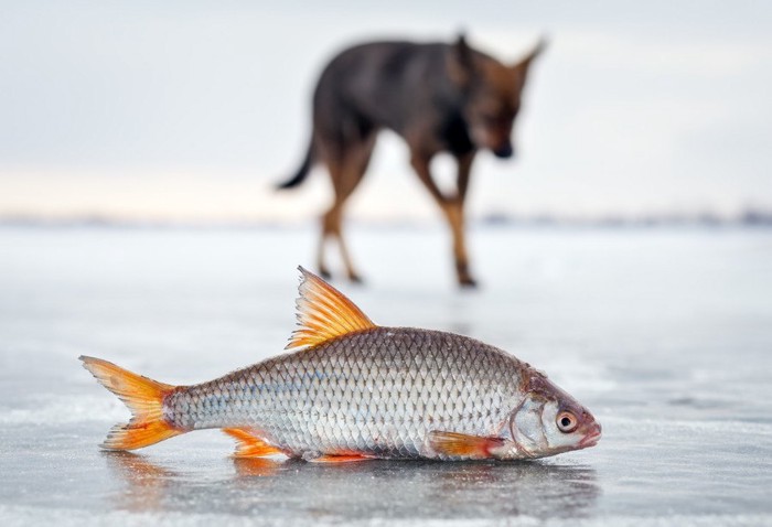 魚の遠景に犬