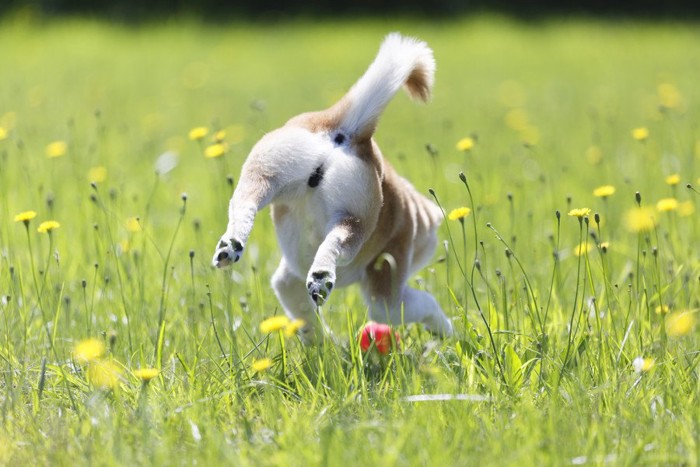 遊ぶ犬の後ろ姿