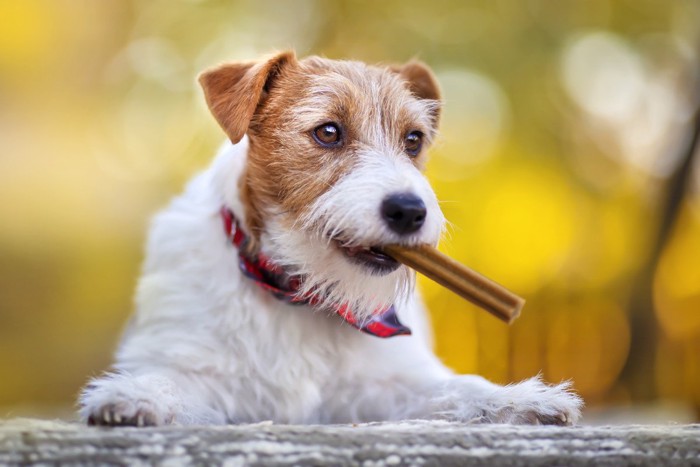 おやつを口にくわえた犬