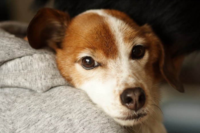 抱っこされて甘えている犬