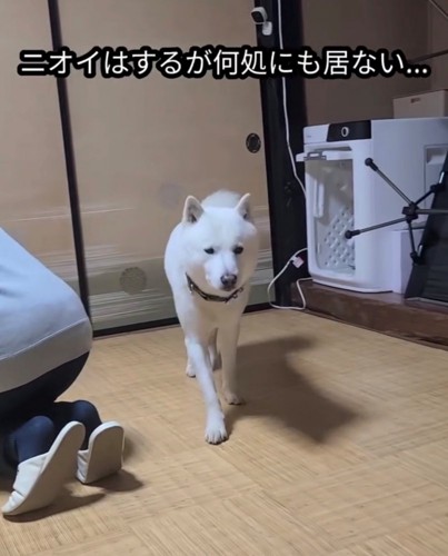 歩き出す犬の正面の表情