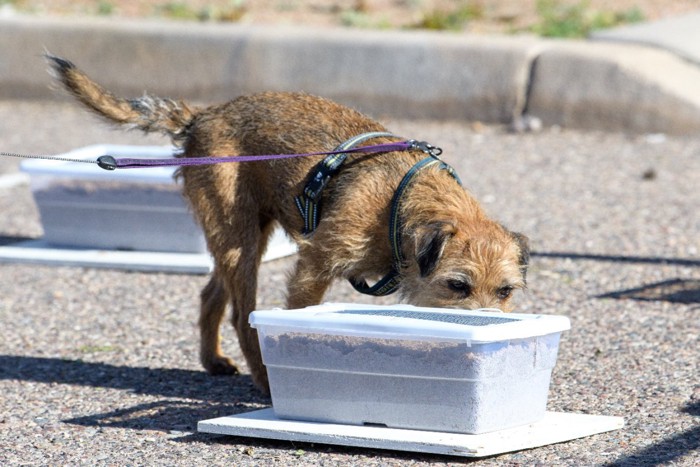 臭気探知の訓練中の犬