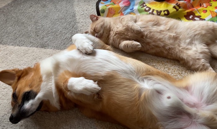 ヘソ天する犬と猫