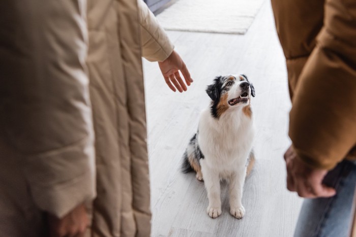 出かけるカップルと見つめる犬