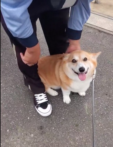 足の間に入る犬