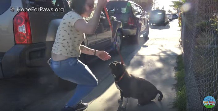 リードを受け入れた犬