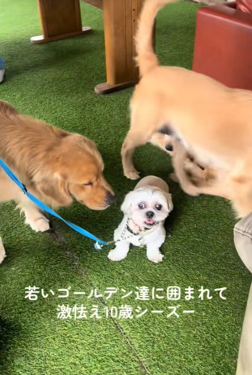 大型犬に囲まれたしろ君2