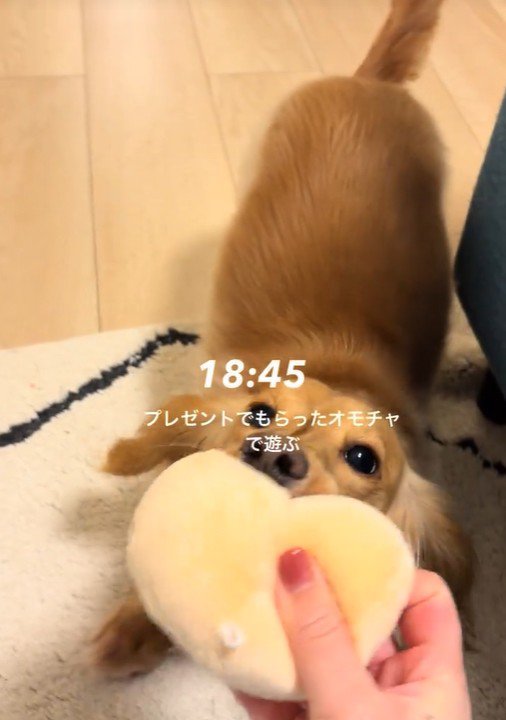プレゼントのおもちゃで遊ぶツキちゃん