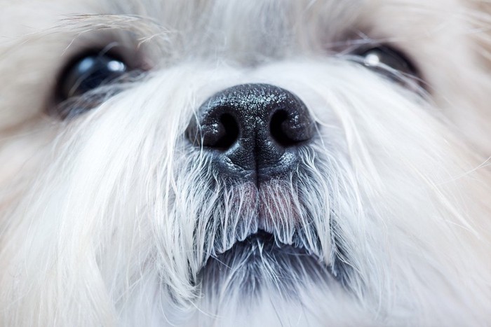 犬の鼻のアップ