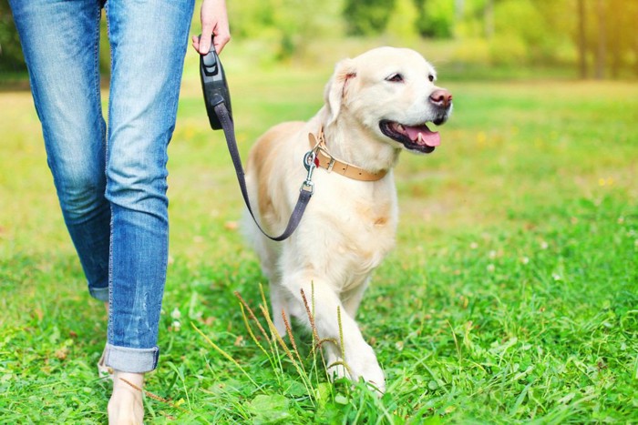 女性と歩く犬