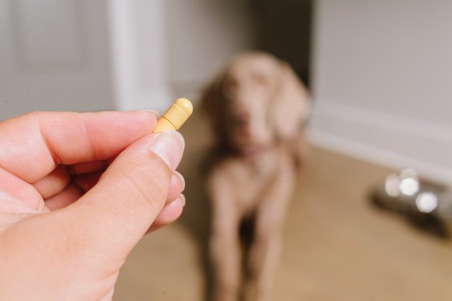 カプセルの薬と犬