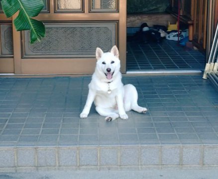 柴犬