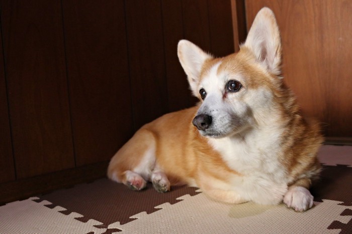 くつろいでいる老犬