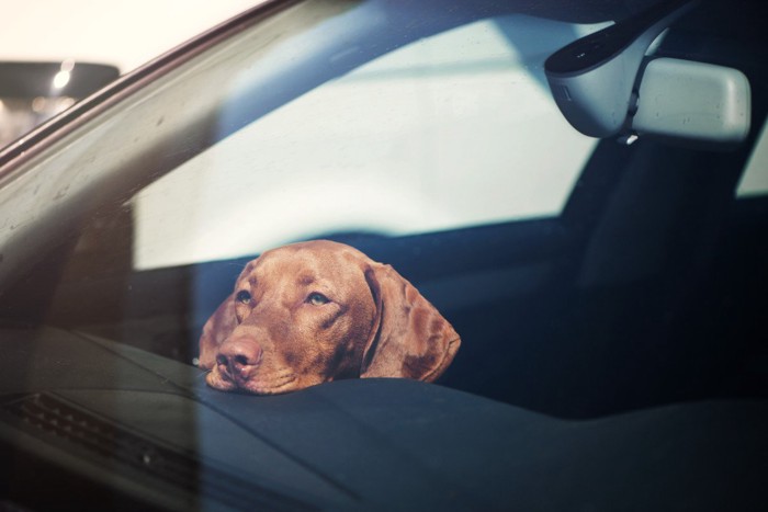 車の中で待っている犬