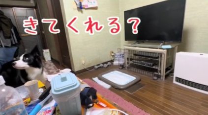 きてくれる？