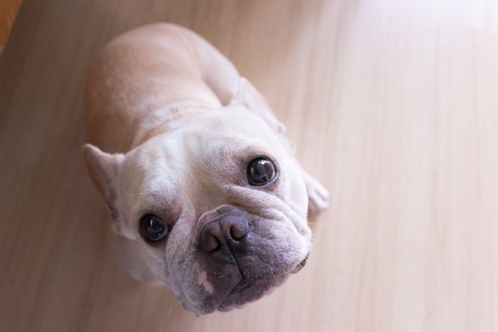 可愛くみつめる犬