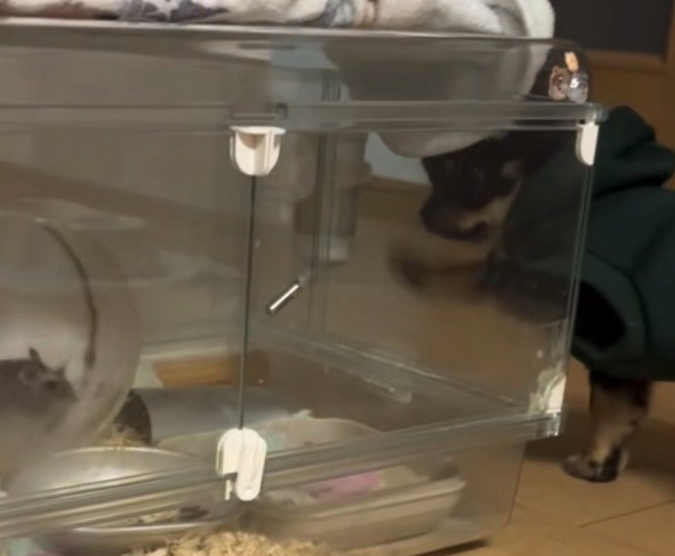 ケージをたたく犬