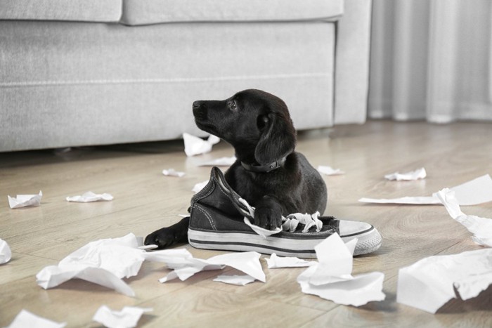 靴と紙を散らかした子犬