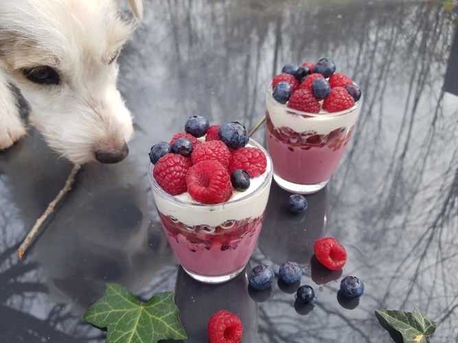 ラズベリーを使った人間用デザートを見つめる犬