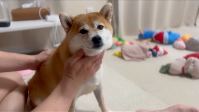 男性にマッサージされる犬