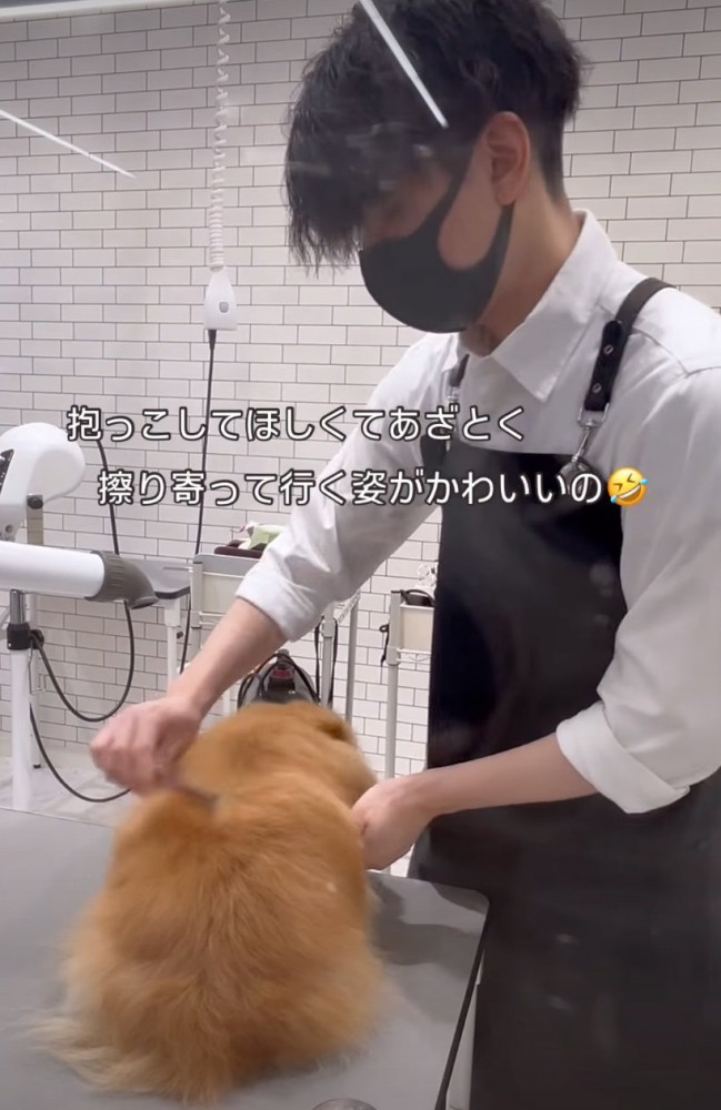 ブラッシングしてもらう犬