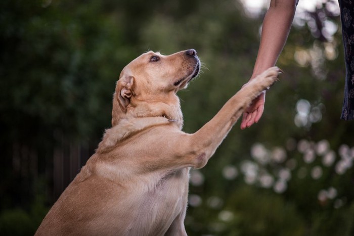 手をあげておねだりする犬