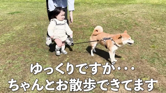 ゆっくり歩くきなこちゃん♡