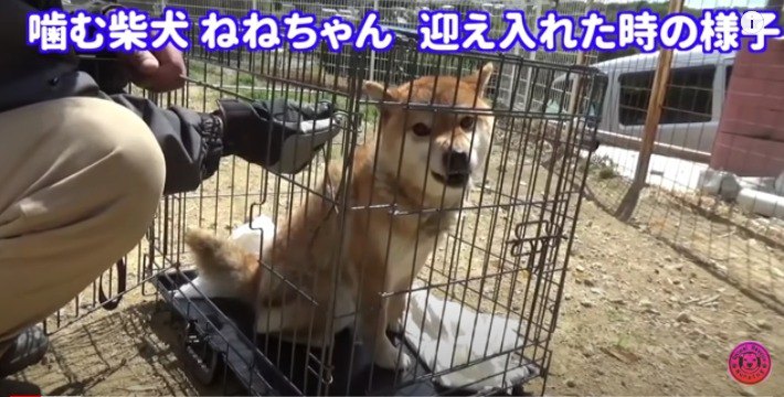 ねねちゃん迎え入れ