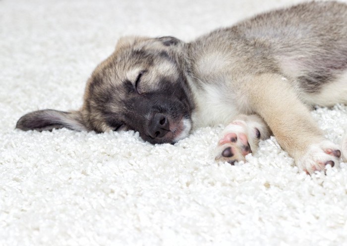 カーペットの上でくつろぐ犬