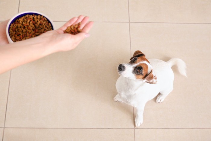 ドッグフードを手に持って犬にあげる人