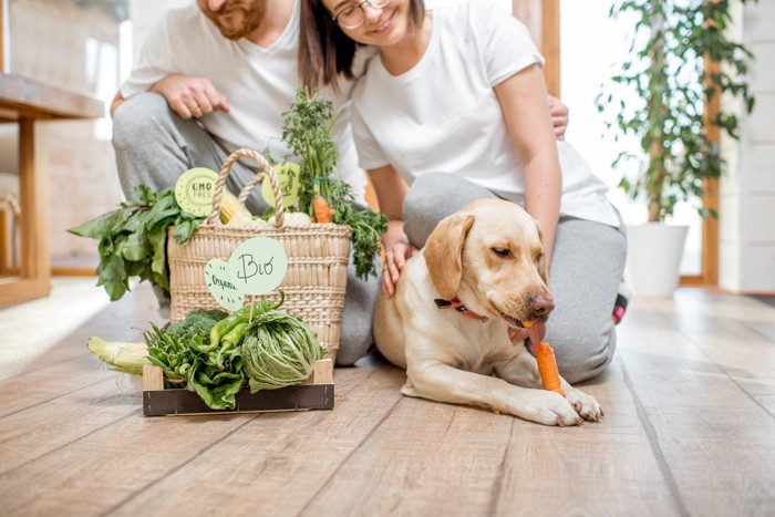 人参を食べる犬