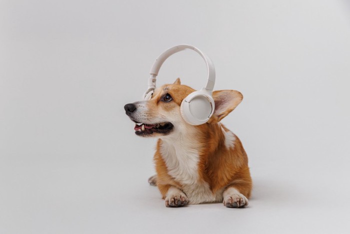 イヤホンをつけた犬