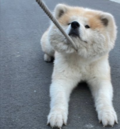 可愛すぎる