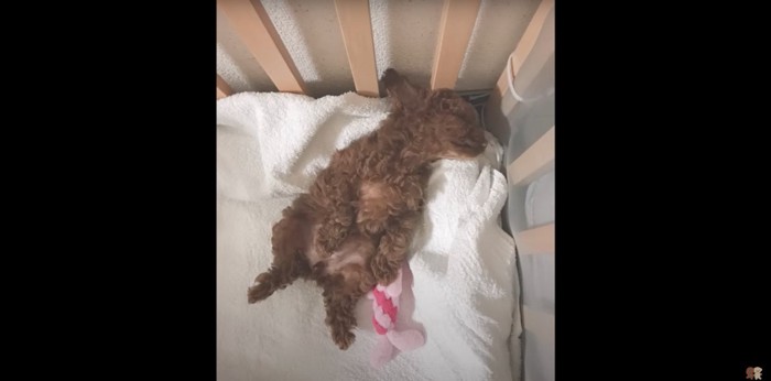 ベッドの上でへそてんで眠るトイプードル子犬