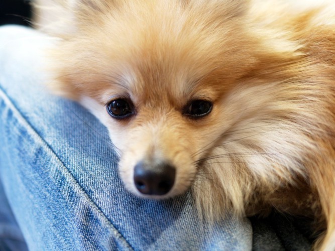 飼い主にベッタリな犬