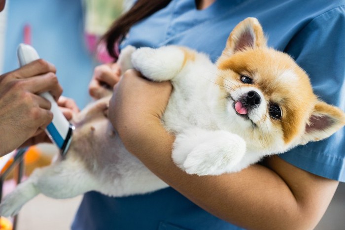 抱きかかえられている犬