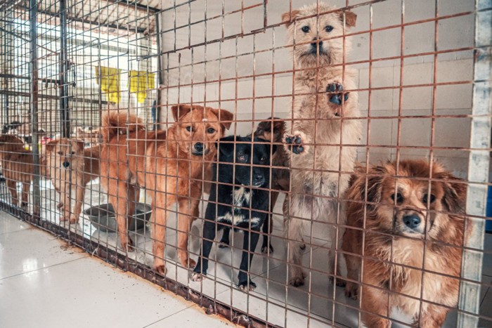 シェルターに入れられた犬たち